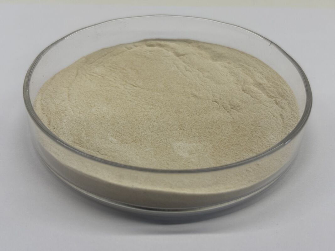 Advanced Xylanase Technology for Modern Animal Nutrition